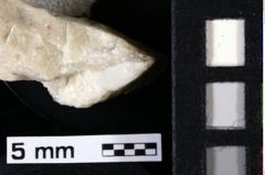 Foto (Detailansicht) von Decapoda indet. (NHMW-GEO-1990-0041-0006b)